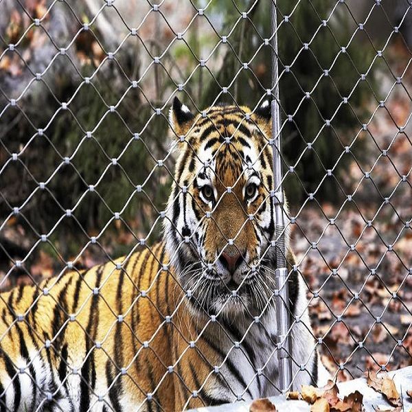 High Tensile Inox Cable Mesh For Tiger & Lion