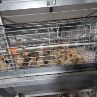 Un système potable de poulet de volaille d'un jour de cage