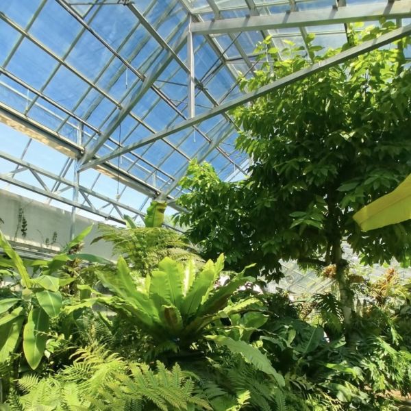 Glass Greenhouse Hydroponic Vegetable System for Maximum Water Efficiency