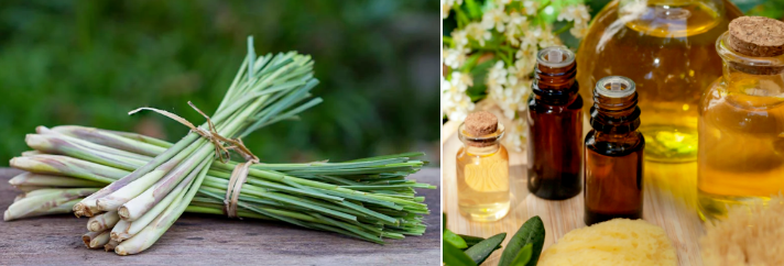 Lemongrass Fragrance Oil for Shampoo and Soap Making with High-Surfactant Stability, IFRA Compliance, and 36 Months Shelf Life