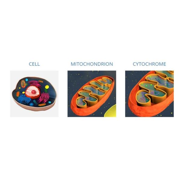 Red Light Laser and Blue Light Source Gomecy Physical Healing 650nm Photodynamic Therapy Laser Machine