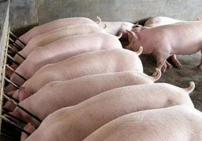 Дрожжи основали Probiotics для птицы свиней и моногастричных животных