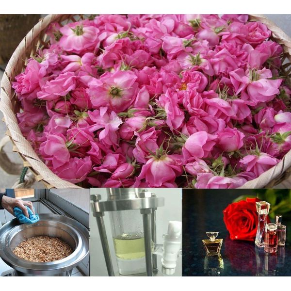 Essential Oil Extraction Equipment Pure Rose Hydrosol Distiller with Steam Distillation