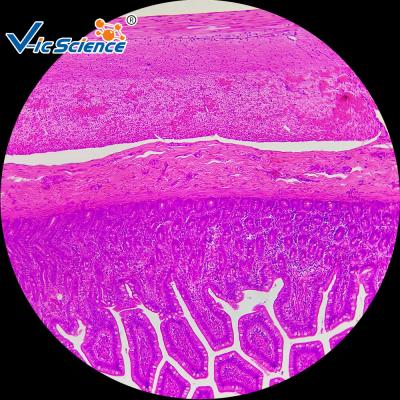 VIC48 Histology Lab Slides 25pcs Human Tissue Microscope Slides Oem Service