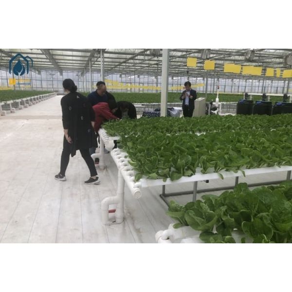 100*50mm Hydroponic Growing System Indoor NFT Hydroponic Channel Customized For Leafy Vegetables