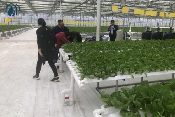NFT Hydroponic Channel Indoor Hydroponic Grow System For Leafy Vegetables