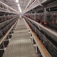 La cage animale de couche de poulet de cage a adapté l'équipement aux besoins du client de alimentation d'oeufs de plan