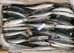 Decapterus congelado Muroaji do círculo 9pcs 10pcs de BQF isca inteira