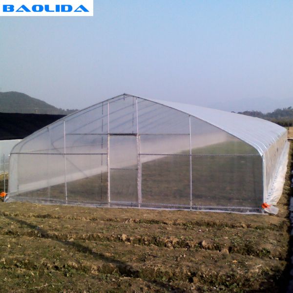 200 Micron PE Film Galvanized Tunnel Plastic Greenhouse For Growing