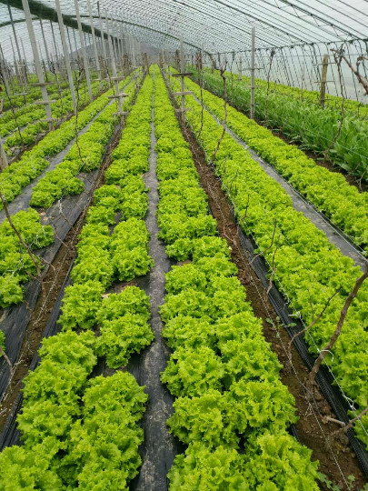 Beautiful Polyethylene Film Greenhouse Good Pressure Resistance For Lettuce Planting