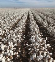 La elección más eficaz del pesticida biológico HaNPV Bt para cultivos de algodón