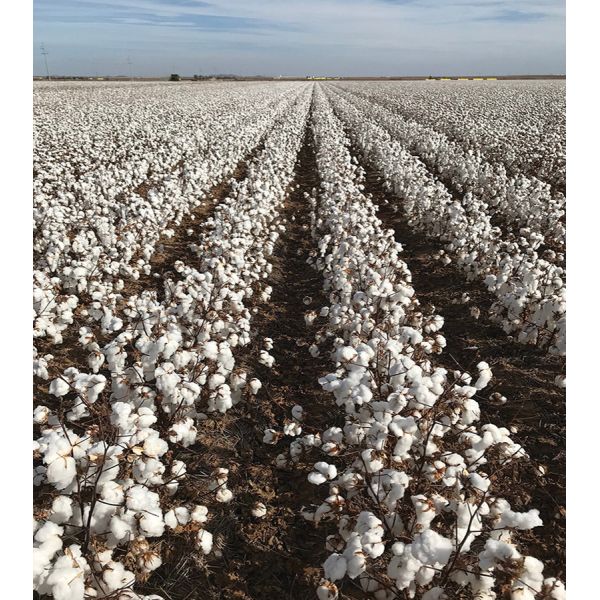 HaNPV Bt Biological Pesticide for Cotton Crops - 10 Million PIB/mL HaNPV+2000IU/mL Bt, Eco-friendly, Targets Cotton Bollworm and Tobacco Budworm