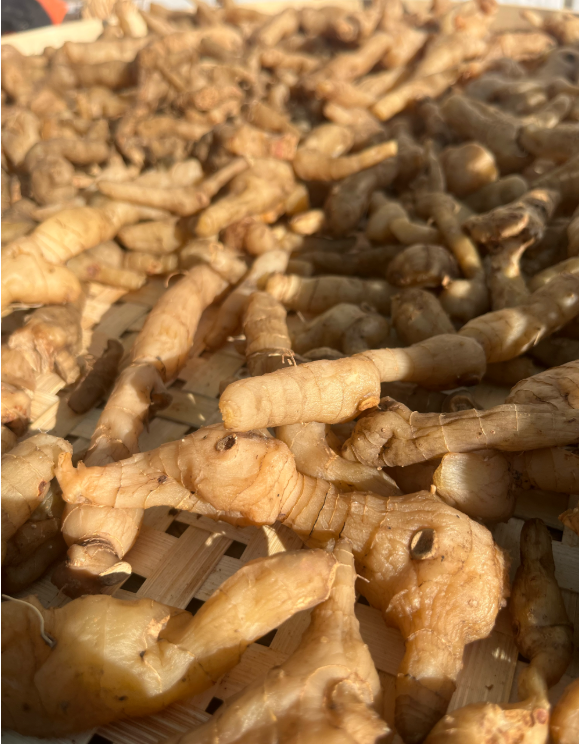 Polygonatum odoratum productos de salud de la medicina tradicional china