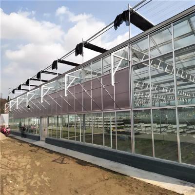 Modern Venlo Greenhouse Farming Commercial Glass Greenhouse With Galvanized Steel Frame