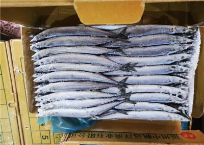 Sauro pacífico congelado mar de IQF Cololabis Saira Bulk 130g 140g 150g