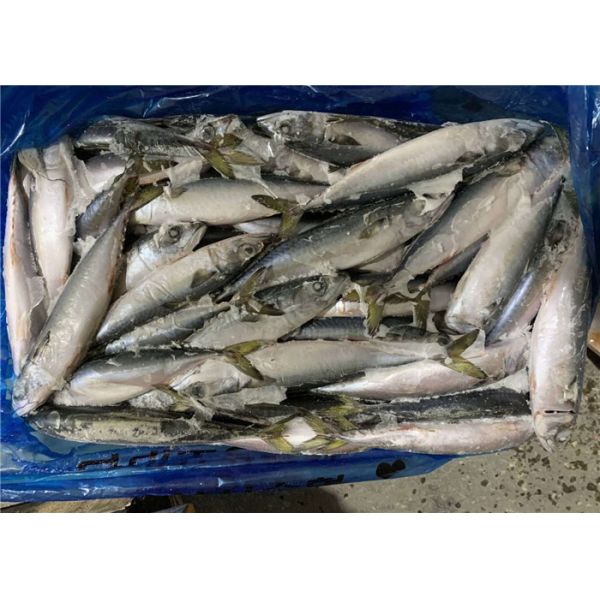Скумбрия высоко- Scomber протеина 120g Japonicus свежая замороженная