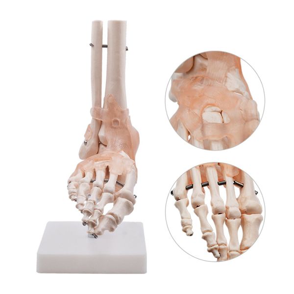 Life Size Human Foot Ankle Joint Model With Ligament For Medical Science Education