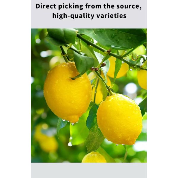 Замораживание FD еды Mygou - высушенные смешанные куски лимона различными ссыпают вкусами приносят плоды чай здоровый плод сохраняет еду