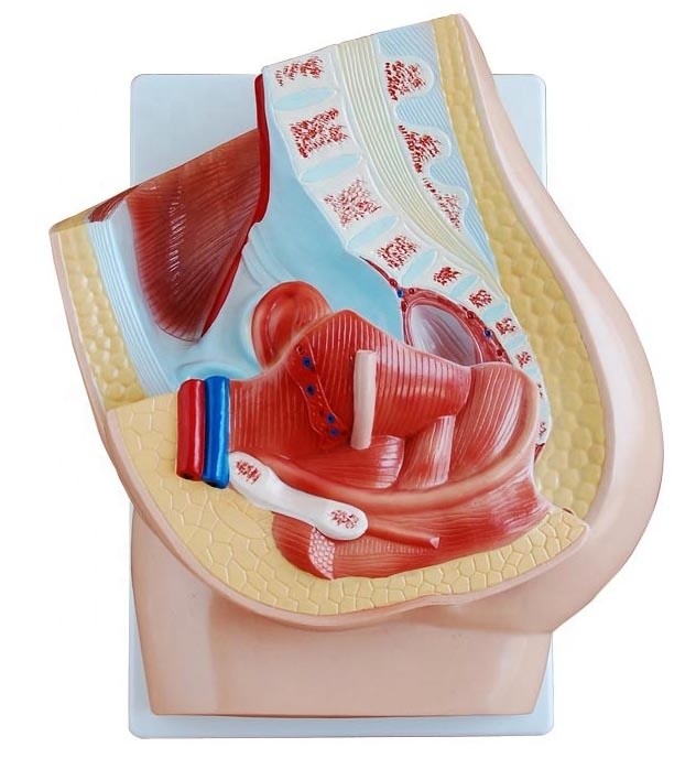 Vivid Female Pelvis Model for Medical Teaching Categories Human Genital System Models