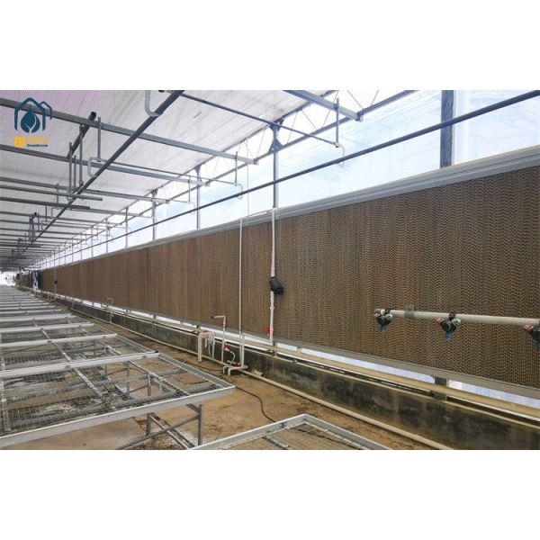 Steel Frame Polycarbonate Sheet Greenhouses Indoor Organic Growers Greenhouse