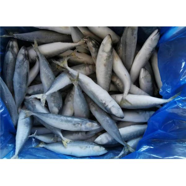 Скумбрия оптовых рыб 80G 100G IQF замороженная вся Тихая океан для ресторана
