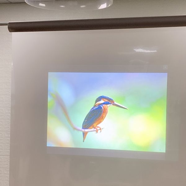 Серый лазер TV и задняя проекция снимает/фольга для дисплея, рекламы, выставки