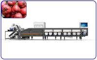 Canaux industriels de la trieuse 16 de 2 t/h pour l'aubépine rouge de dates
