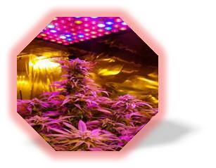 Aluminum Alloy Led Greenhouse Lighting Full Spectrum Grow Lights IP44 Rating