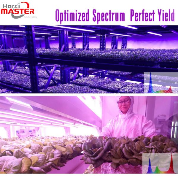 Indoor Hydroponic LED Grow Lights Bulb 265V 60Hz For Plants