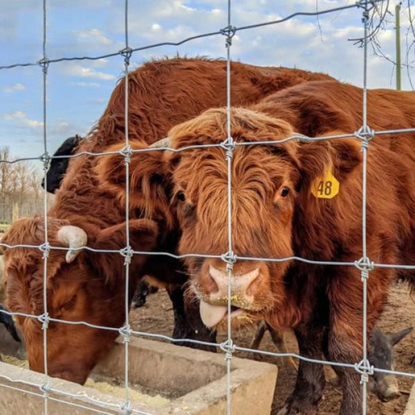 High Tensile Galvanized Wire Mesh Farm Fence - Customizable Height Deer Exclusion Fence for Corrosion Resistant Wildlife Protection