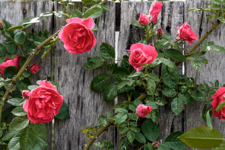 Nitrogen Organic Rose Fertilizer Soy Protein 95 Powder Plant Fertilizer For Roses