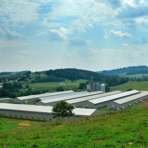 Modern Steel Pig House Farmhouse Pig Housing Warehouse Construction Materials for Pig Farming