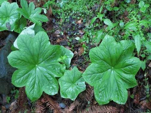 high quality Podophyllotoxin (PPT) 98%, Podofilox, CAS No.: 518-28-5, pharma/pesticide ingredient, Chinese Manufacturer