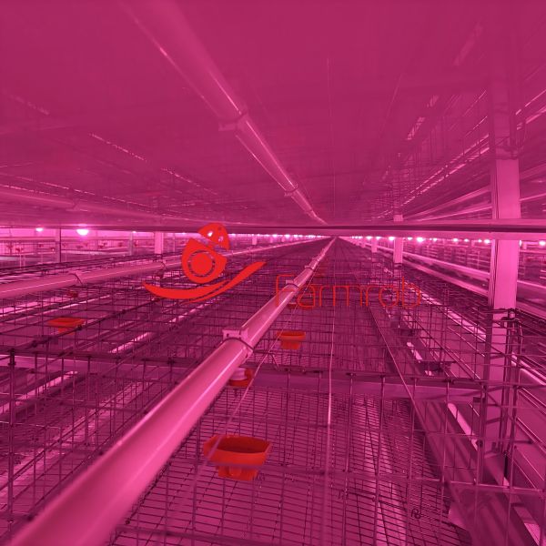 Automatic Feed and Water Delivery Layer Chicken Cage System for Vietnam Farms
