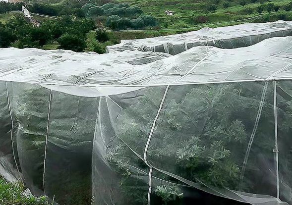 50 Mesh Insect Proof Netting For Fruit And Vegetables Protections