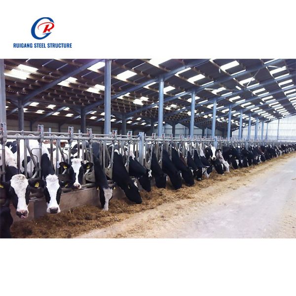 Cow Shed Steel Structure Building for Livestock Facilities Durable and Efficient Solution for Farming Needs