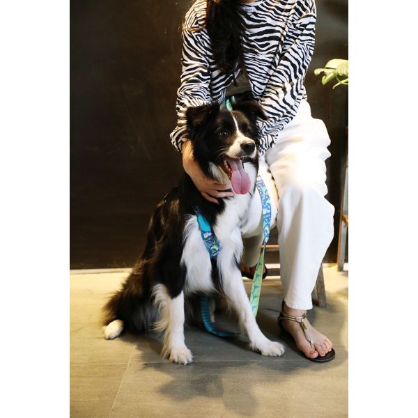 Rpet Fiber Quick Release Padded Dog Leash Soft Neoprene 10 Foot 12 Foot 15 Foot