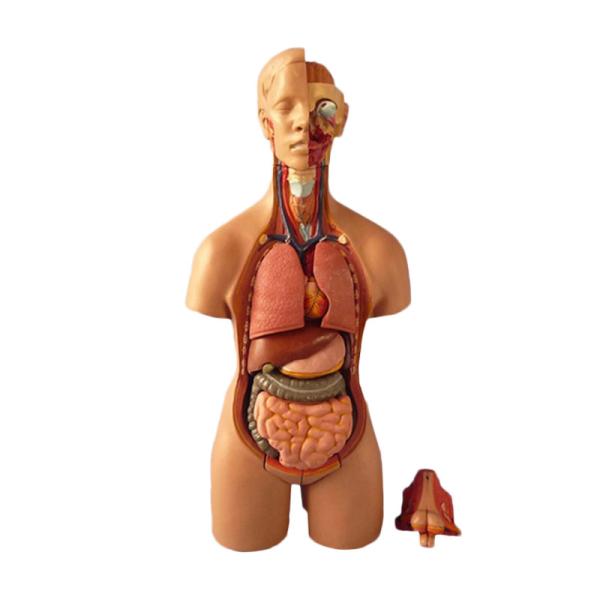 Anatomy Medical Torso Model 55cm Unisex Human Torso Model With 20 Parts For Teaching