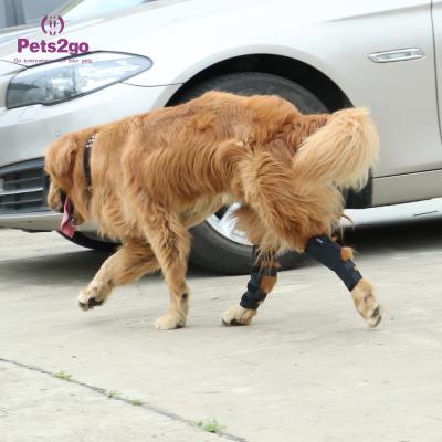 Almofada de joelho comum do cão da proteção SBR para a recuperação da cirurgia