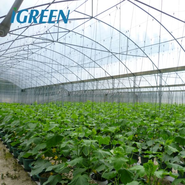 2m Column Commercial Vegetable Greenhouse with Rain Gutter
