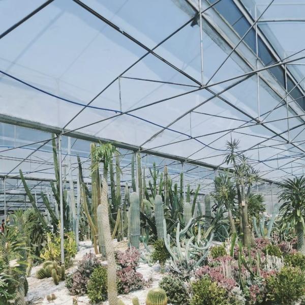 80.000kg Package Gross Weight Drip Irrigation Glass Greenhouse with Vegetables