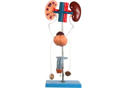 Male Urinary Organ Model With 30 Positions For Medical Colleges Training