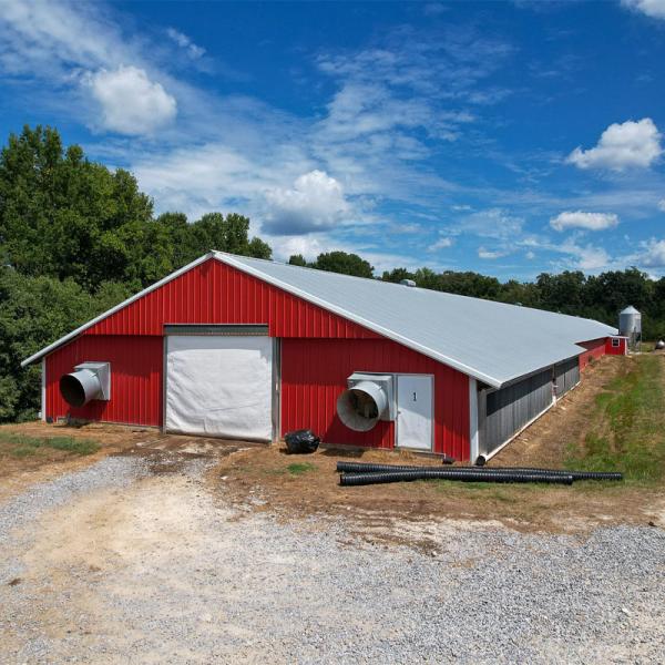 Q235B Q355B Structure en acier Poulet, bâtiment préfabriqué en acier économique