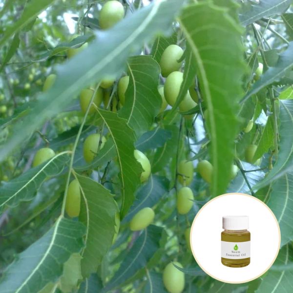 Skin Revitalizer Organic Cold Pressed Neem Oil 100% Pure
