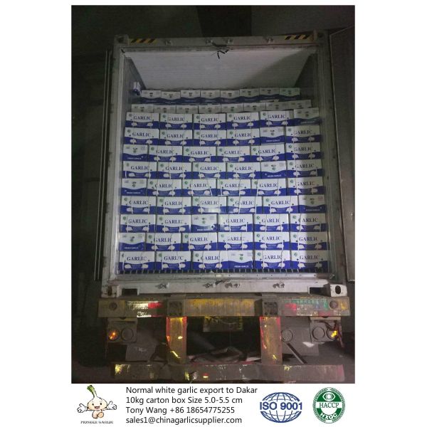 Garlic to Senegal, normal white garlic with 10kg carton box. one container can load 27.5 tons.