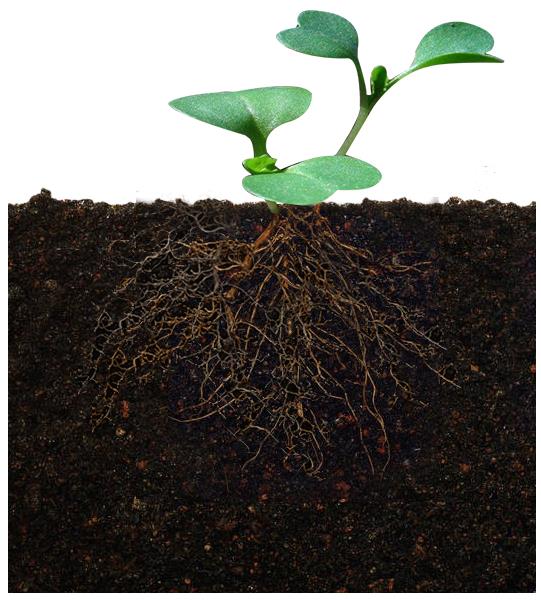 Green Seaweed Extract Fertilizer 40% Seaweed Polysaccharides Powder