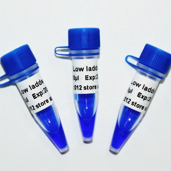 Low Ladder DNA Marker M1031 (50μg)/M1032 (50μg×5)