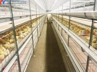 Cages à batterie automatique pour les œufs, poules pondeuses, poules à cage, équipement d' élevage de volailles