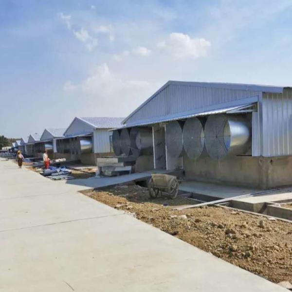 Maison en acier résistant aux intempéries en acier / bâtiment en acier pour volaille