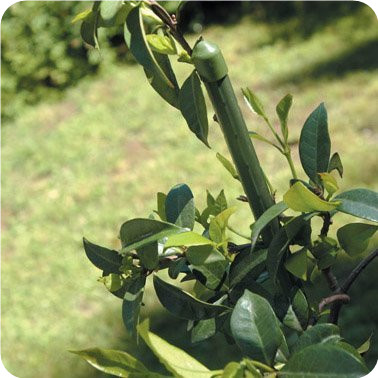 11mm 1500mm PE  Plastic Coated Green Metal Garden Plant Stakes